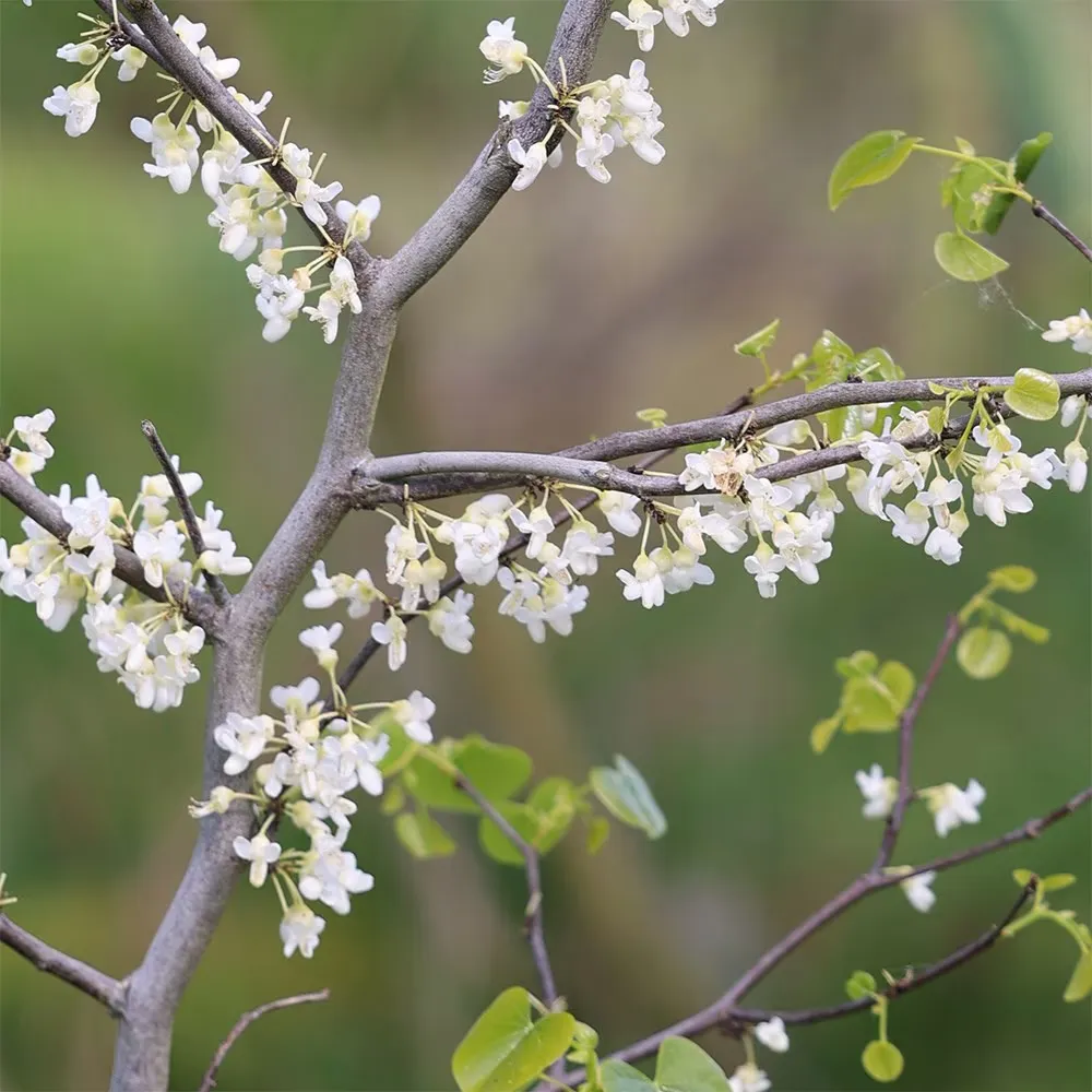 Cercis canadensis ‘Texas White’ — katalog fotoğrafı