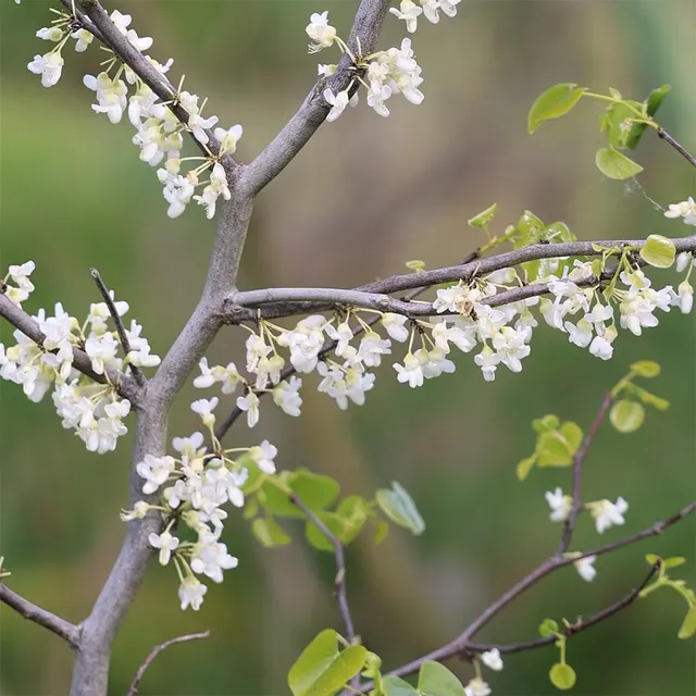 Cercis canadensis ‘Texas White’ — katalog fotoğrafı
