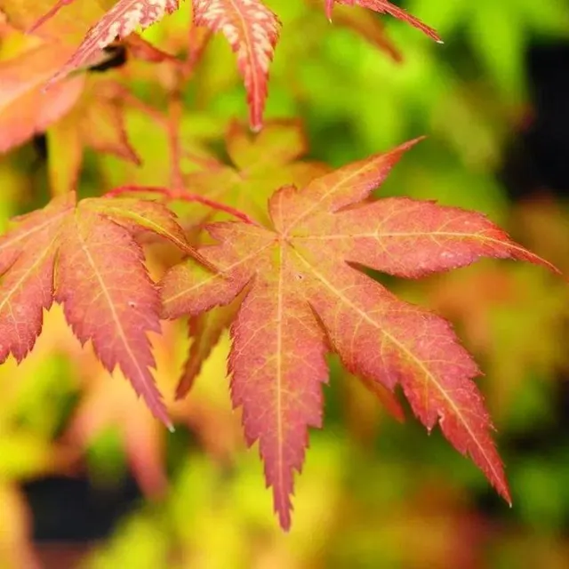 Acer palmatum ‘Bi-Ho’ — katalog fotoğrafı