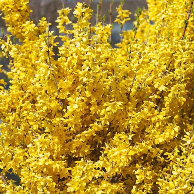 Forsythia × intermedia ‘Week-End Courtalyn’ — katalog fotoğrafı