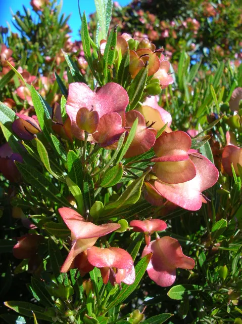 Dodonaea viscosa — katalog fotoğrafı