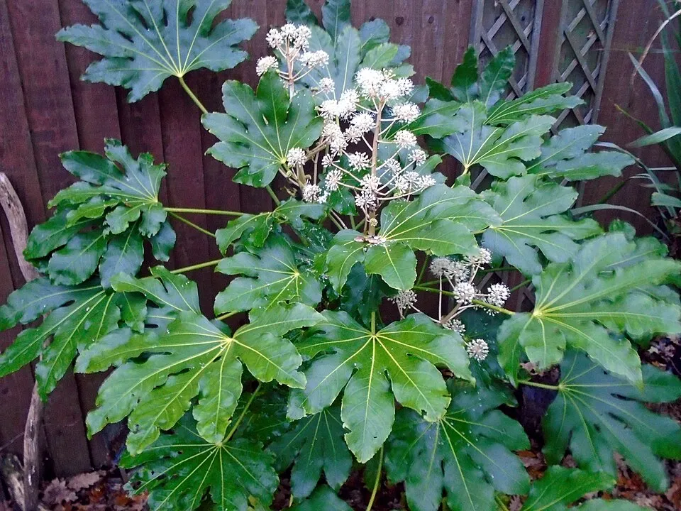 Fatsia japonica — katalog fotoğrafı