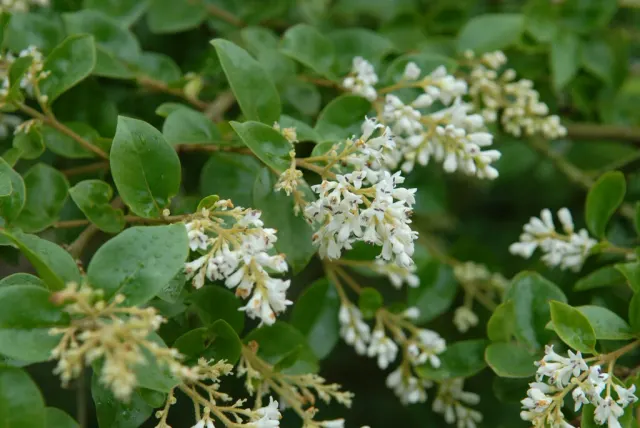 Ligustrum delavayanum — katalog fotoğrafı