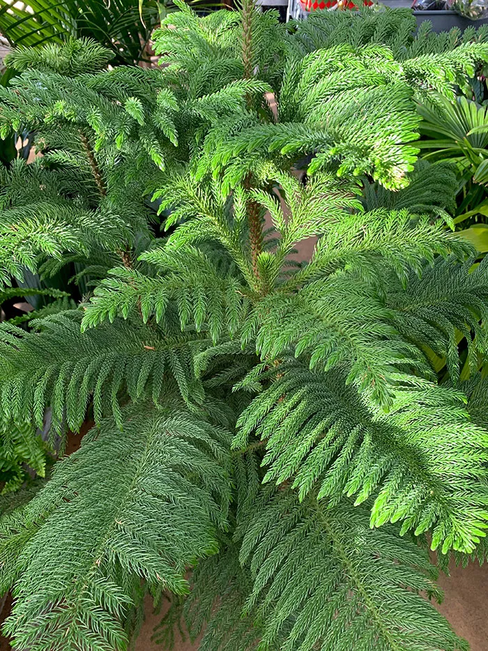 Araucaria heterophylla — katalog fotoğrafı