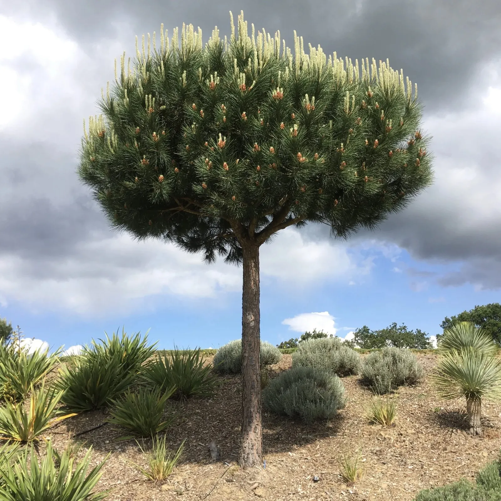 Pinus pinea — katalog fotoğrafı