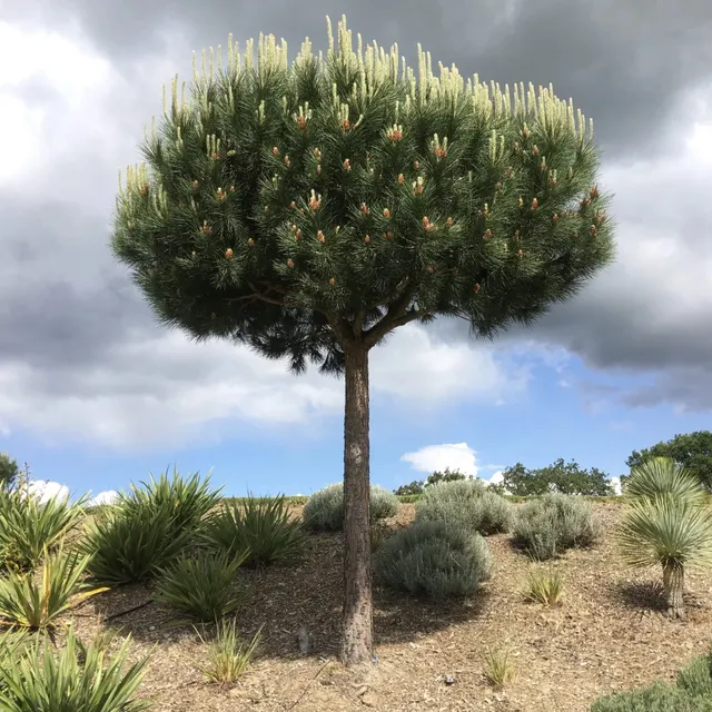 Pinus pinea — katalog fotoğrafı