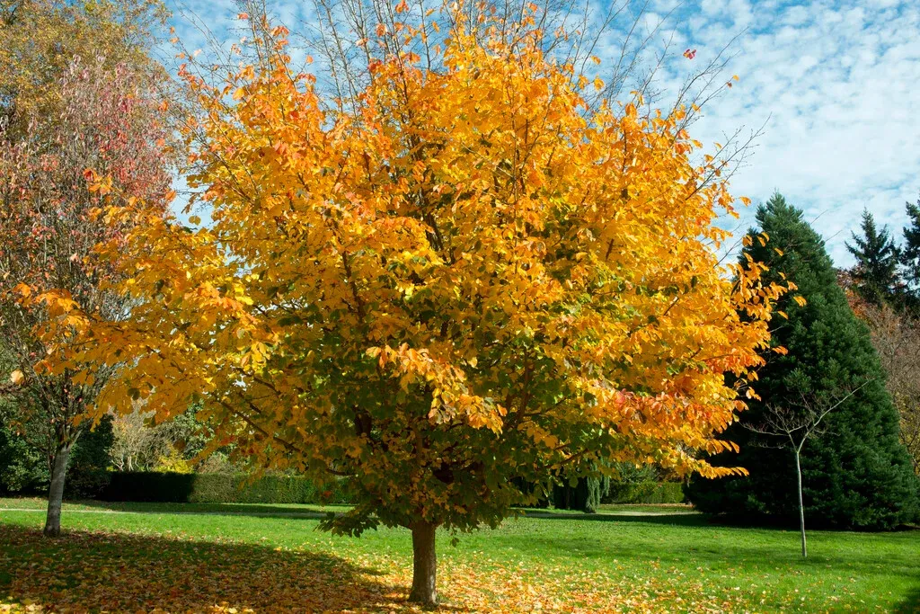 Parrotia persica — katalog fotoğrafı
