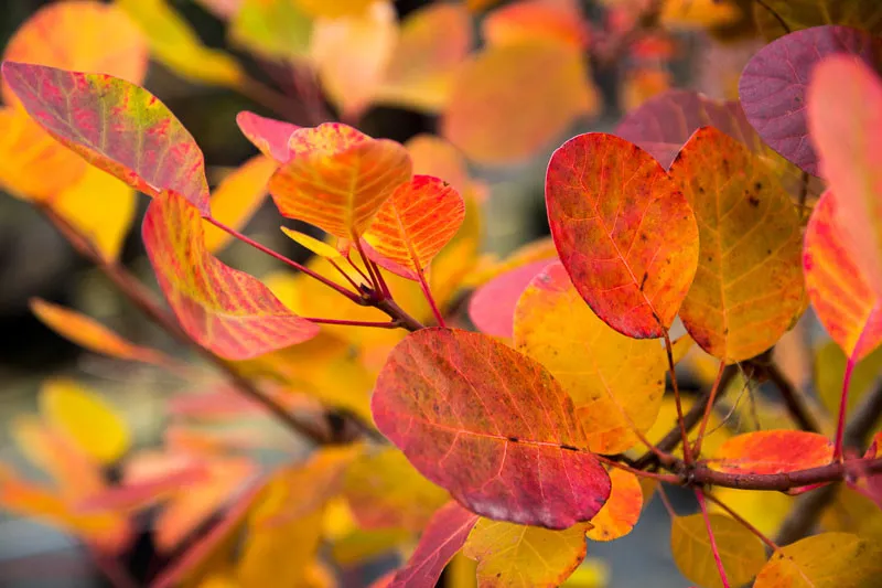 Cotinus coggygria ‘Young Lady’ — katalog fotoğrafı