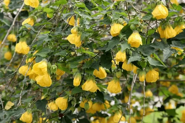Abutilon sp. — katalog fotoğrafı