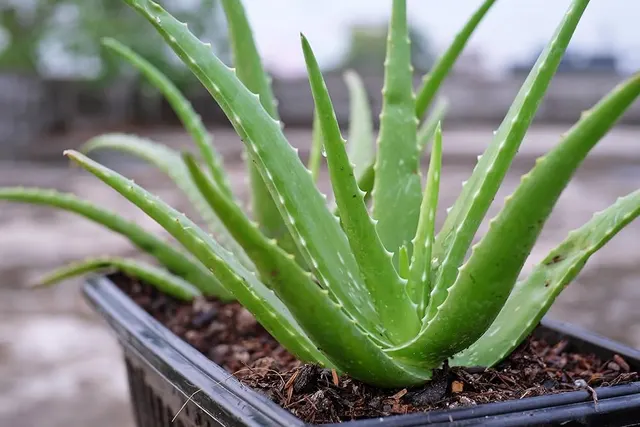 Aloe vera — katalog fotoğrafı