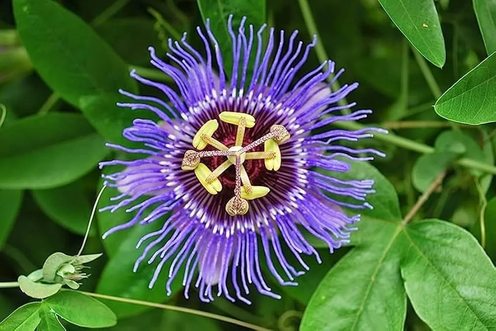 Passiflora caerulea — katalog fotoğrafı