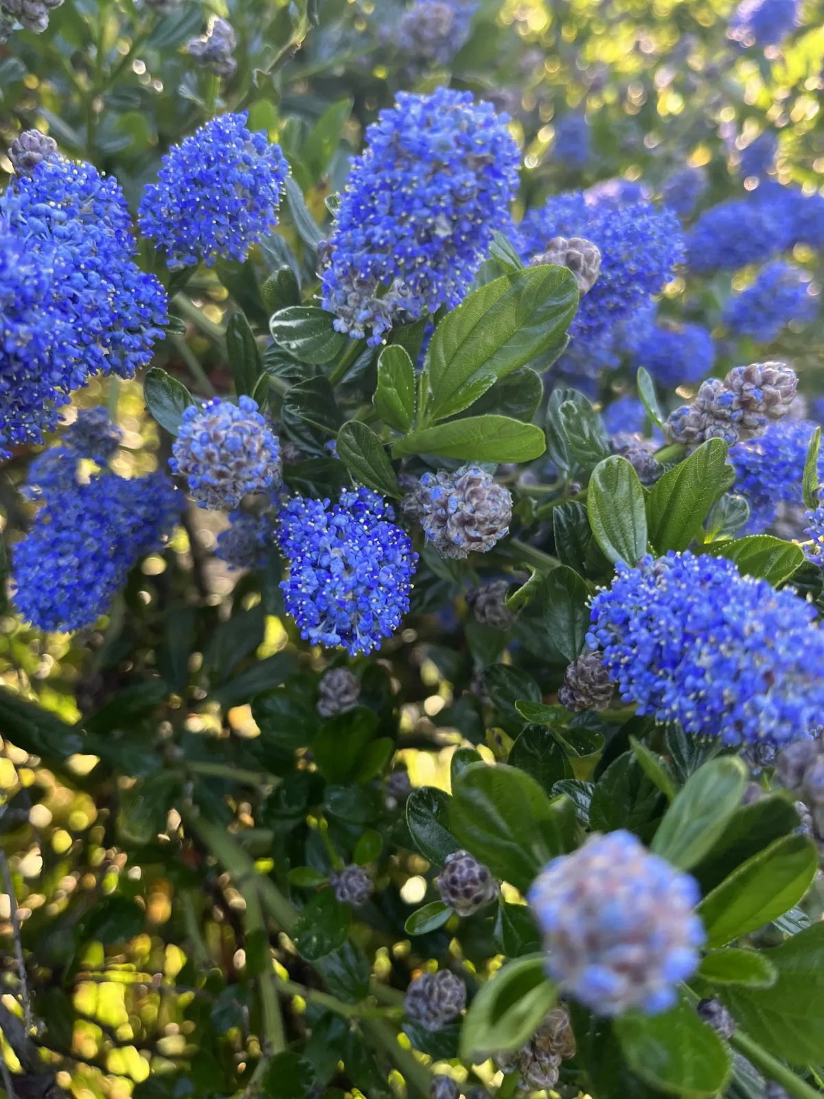 Ceanothus × impressus ‘Victoria’ — katalog fotoğrafı