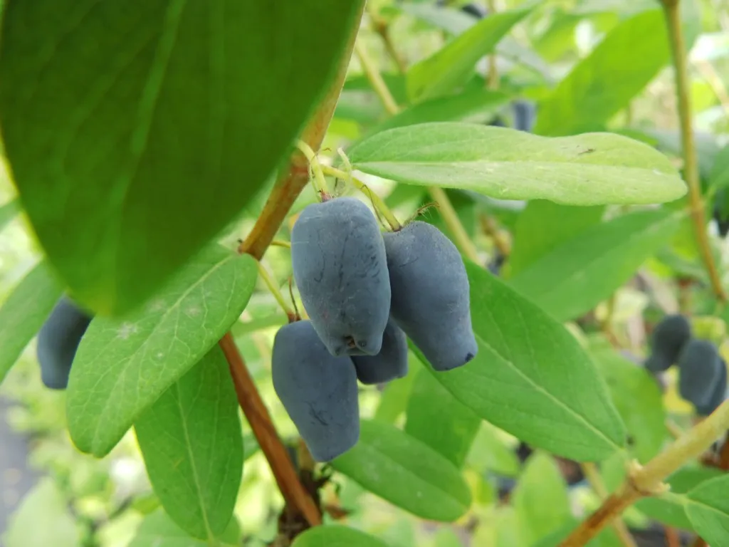 Lonicera caerulea var. kamtschatica — katalog fotoğrafı