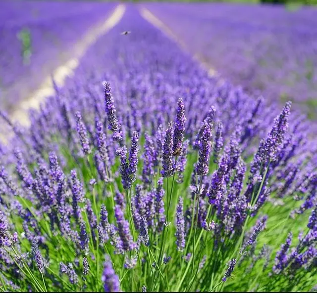 Lavandula × intermedia ‘Grosso’ — katalog fotoğrafı