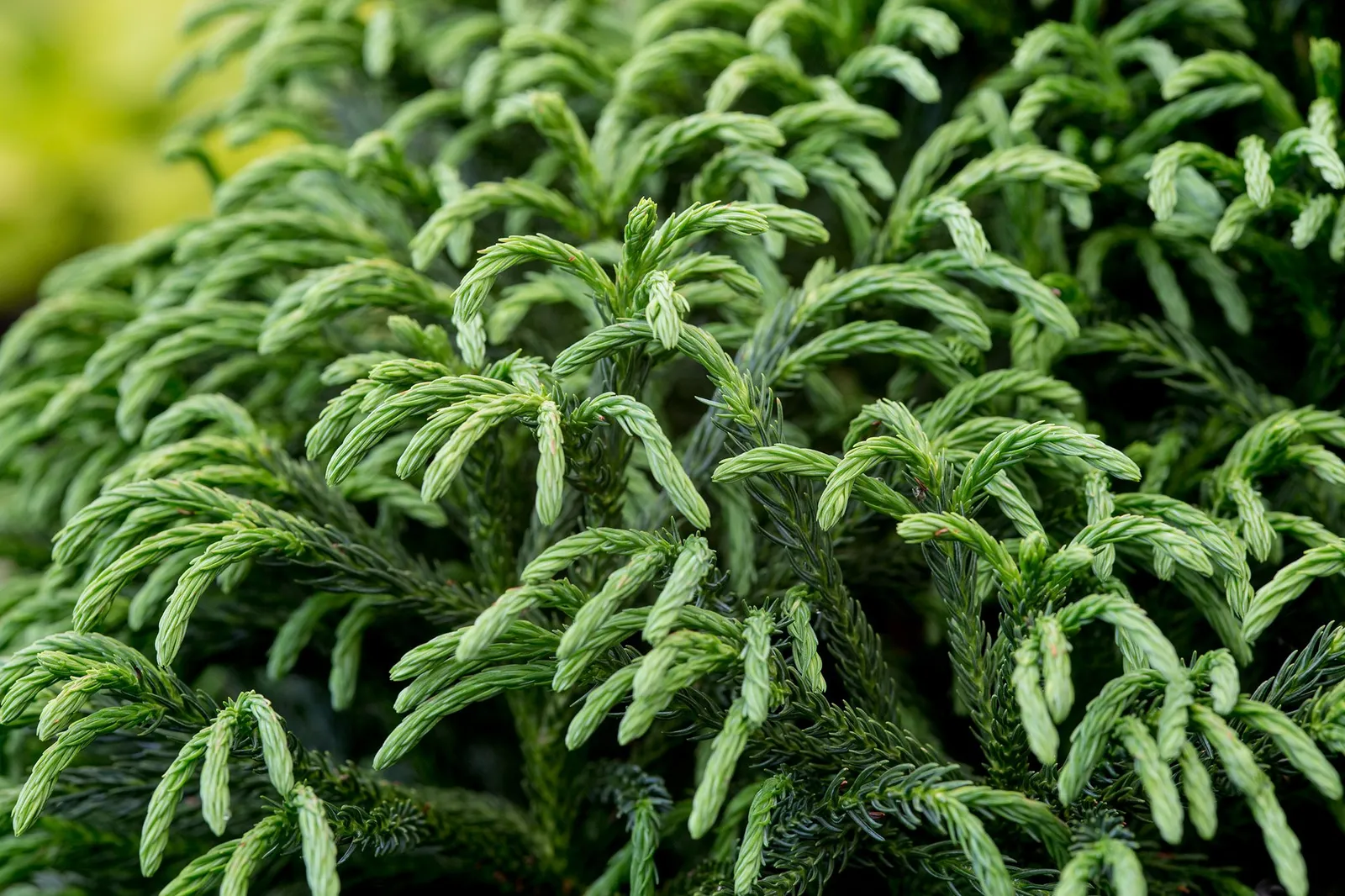 Cryptomeria japonica ‘Globosa Nana’ — katalog fotoğrafı