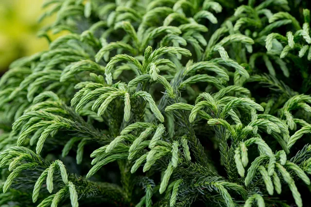 Cryptomeria japonica ‘Globosa Nana’ — katalog fotoğrafı