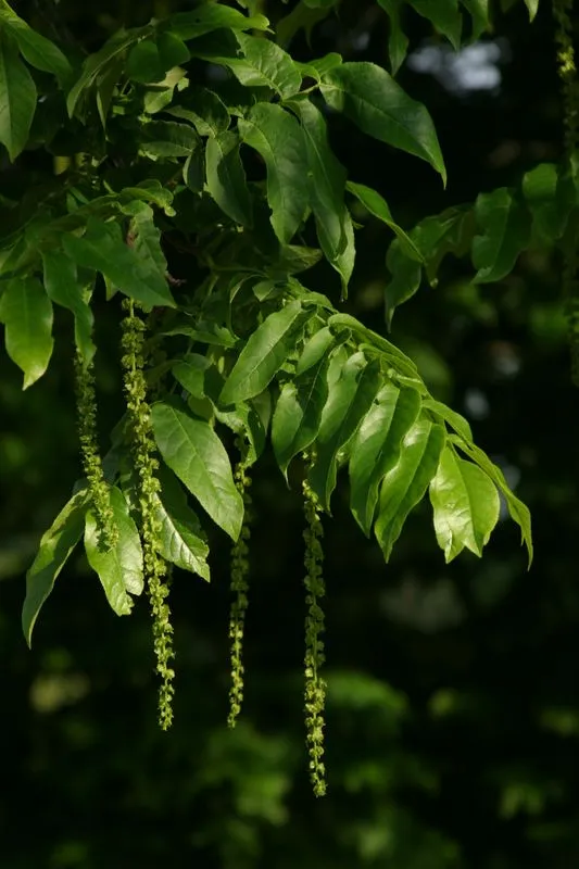 Pterocarya fraxinifolia — katalog fotoğrafı