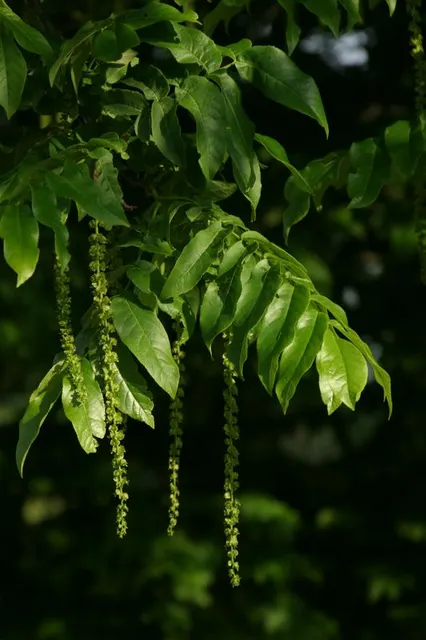 Pterocarya fraxinifolia — katalog fotoğrafı