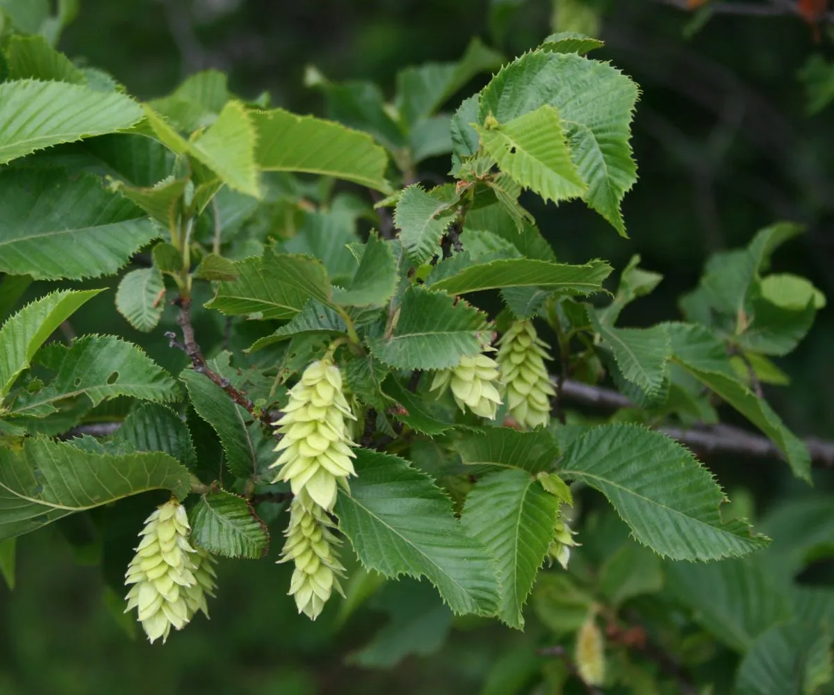 Ostrya carpinifolia — katalog fotoğrafı