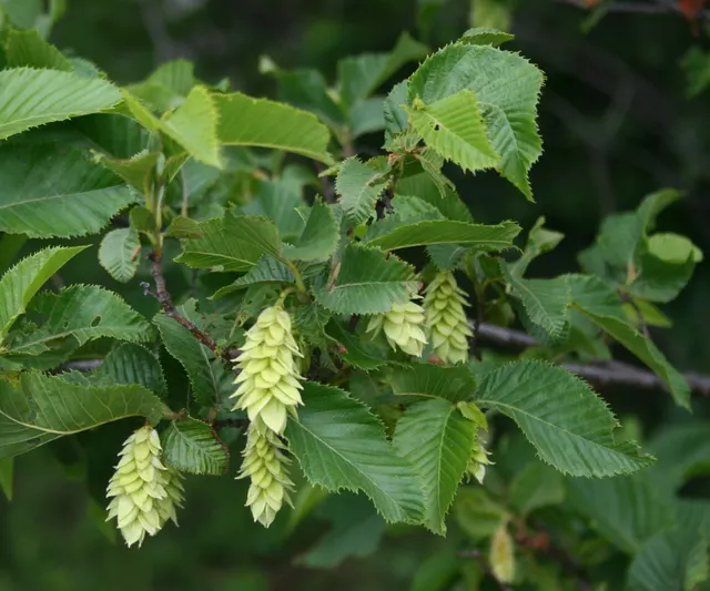Ostrya carpinifolia — katalog fotoğrafı