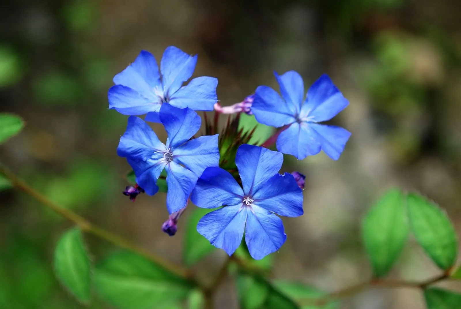 Ceratostigma willmottianum — katalog fotoğrafı