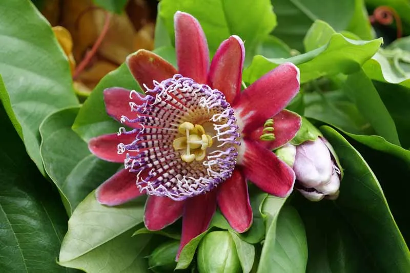Passiflora quadrangularis — katalog fotoğrafı