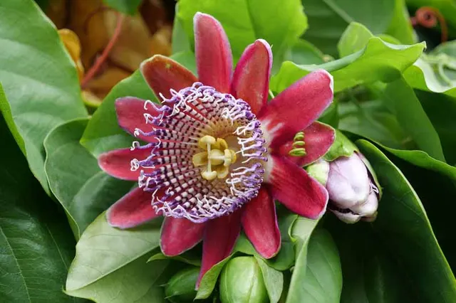 Passiflora quadrangularis — katalog fotoğrafı