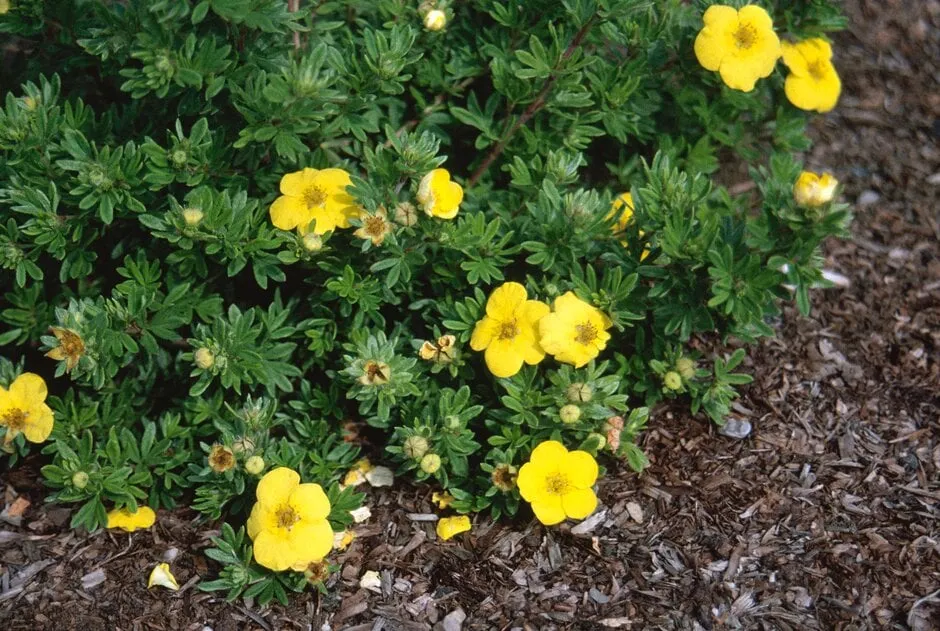 Potentilla fruticosa ‘Kobold’ — katalog fotoğrafı
