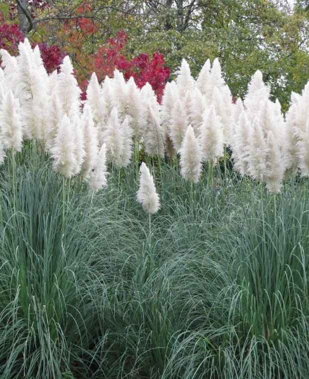 Cortaderia selloana ‘White Feather’ — katalog fotoğrafı