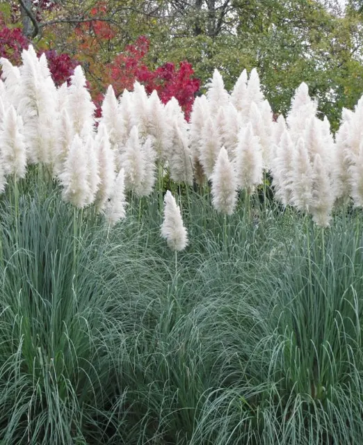 Cortaderia selloana ‘White Feather’ — katalog fotoğrafı
