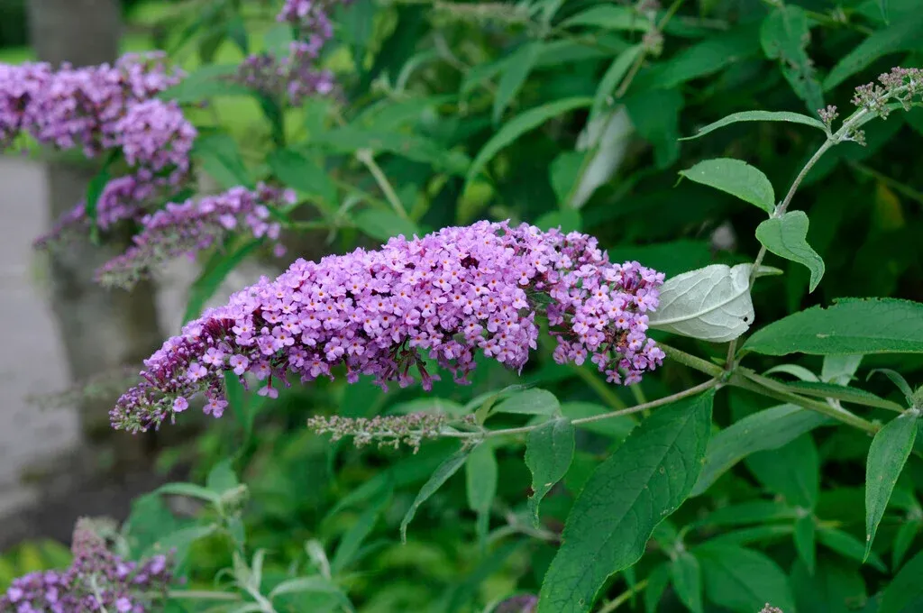 Buddleja davidii — katalog fotoğrafı