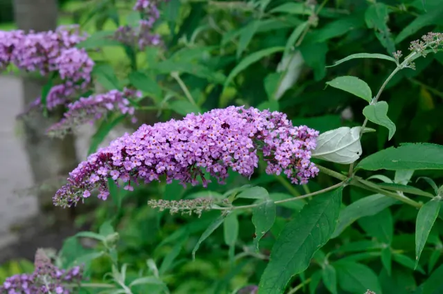 Buddleja davidii — katalog fotoğrafı