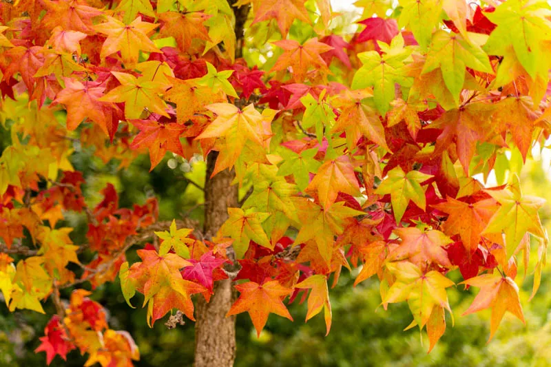 Liquidambar styraciflua — katalog fotoğrafı