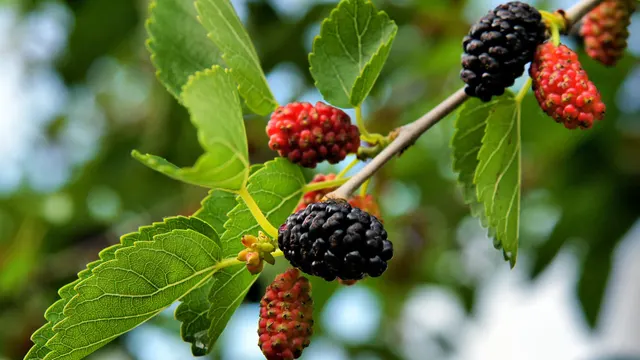 Morus nigra — katalog fotoğrafı