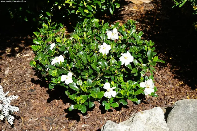 Gardenia jasminoides ‘Kleim’s Hardy’ — katalog fotoğrafı