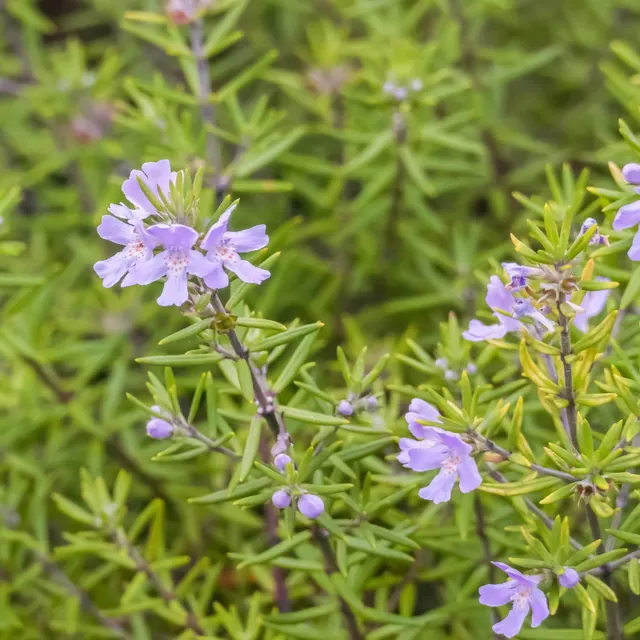 Westringia fruticosa ‘Wynyabbie Gem’ — katalog fotoğrafı