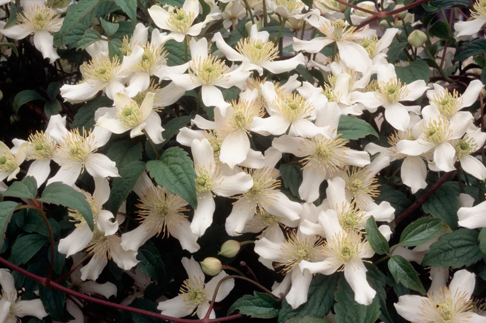 Clematis montana var. wilsonii — katalog fotoğrafı