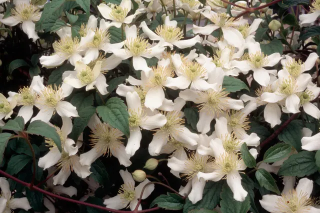 Clematis montana var. wilsonii — katalog fotoğrafı