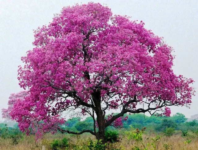Tabebuia rosea — katalog fotoğrafı