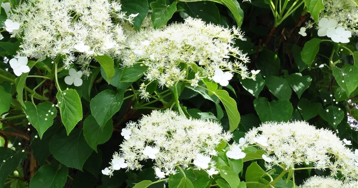 Hydrangea petiolaris — katalog fotoğrafı