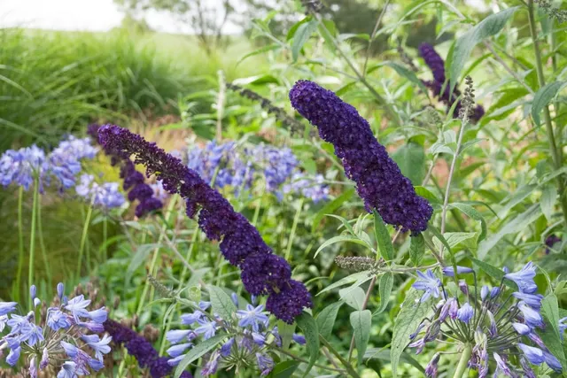 Buddleja davidii ‘Black Knight’ — katalog fotoğrafı