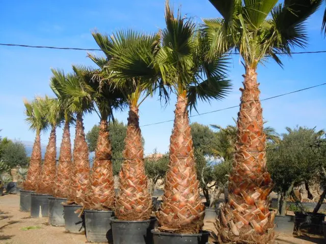 Washingtonia robusta — katalog fotoğrafı