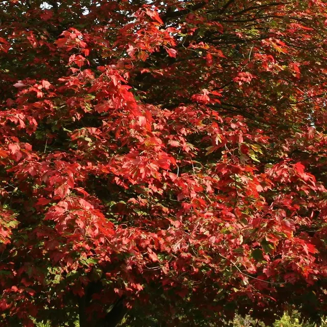 Acer cappadocicum ‘Rubrum’ — katalog fotoğrafı