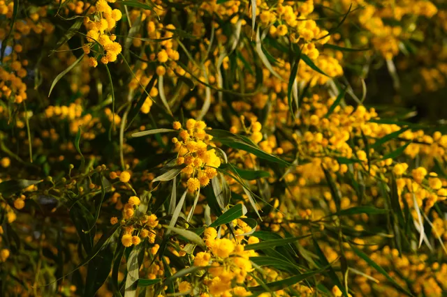 Acacia retinodes — katalog fotoğrafı
