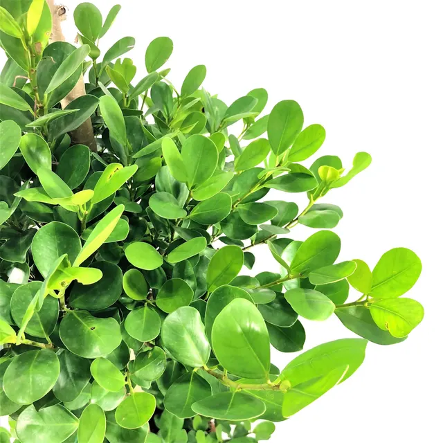 Ficus microcarpa — katalog fotoğrafı