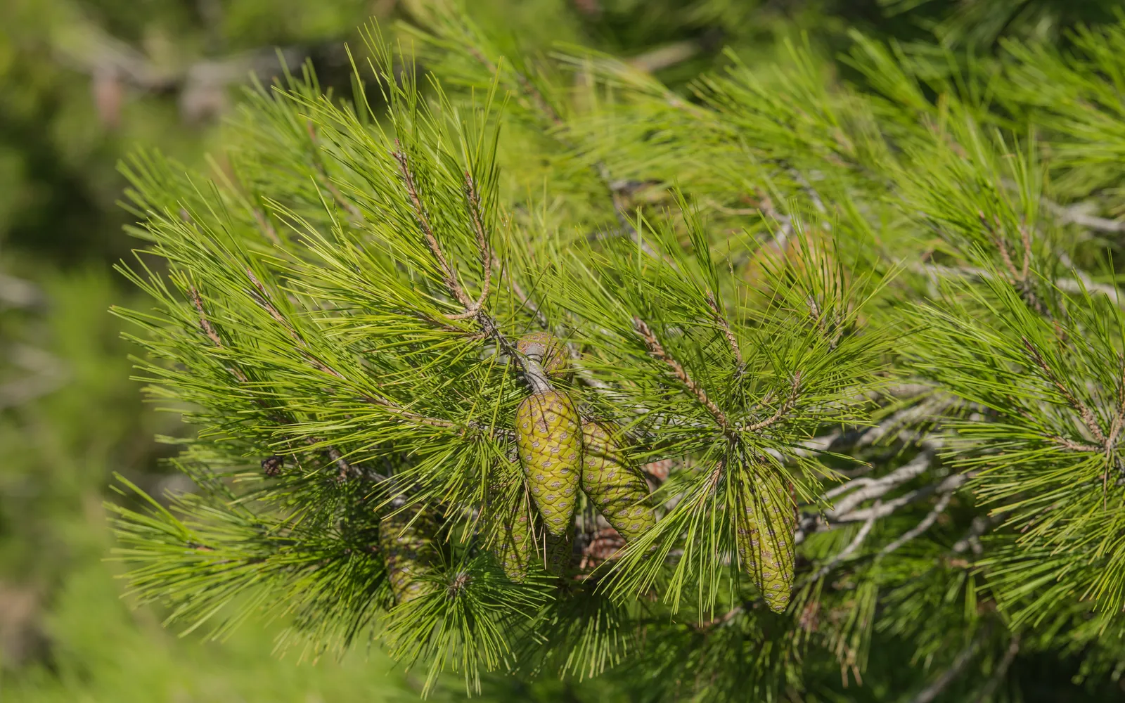 Pinus halepensis — katalog fotoğrafı