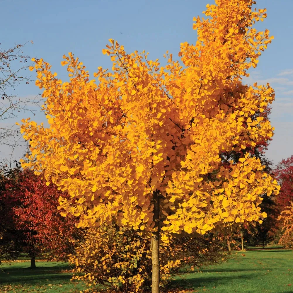Ginkgo biloba — katalog fotoğrafı