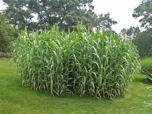 Arundo donax — katalog fotoğrafı