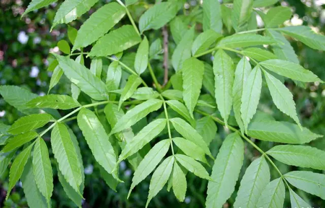 Fraxinus excelsior — katalog fotoğrafı
