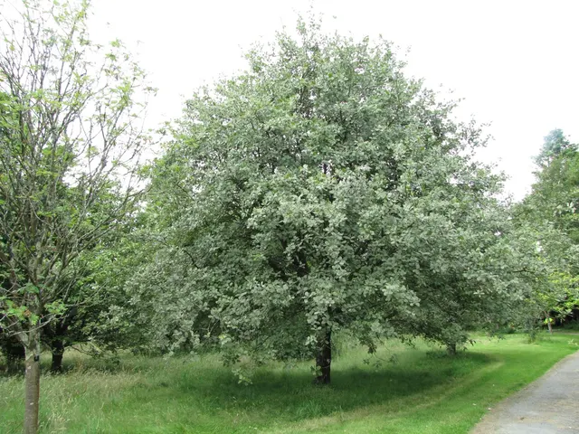 Sorbus aria — katalog fotoğrafı